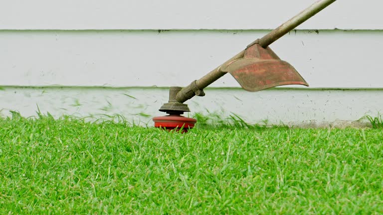 Best Tree Disease Treatment  in Emmetsburg, IA